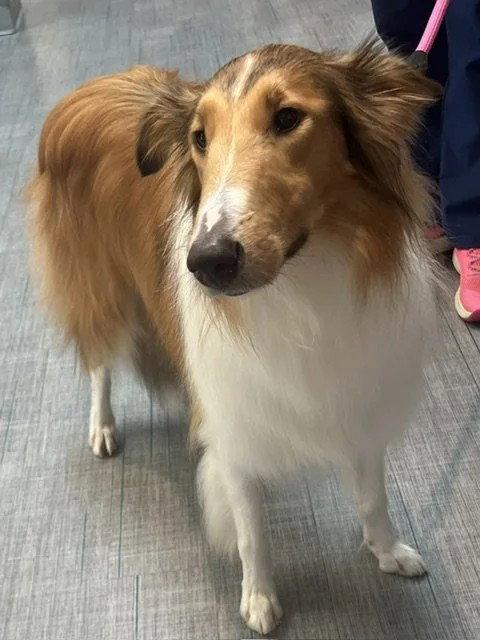 Enlarge Lassie afoption pending, a Adoptable Collie in Dublin, OH image 2/3