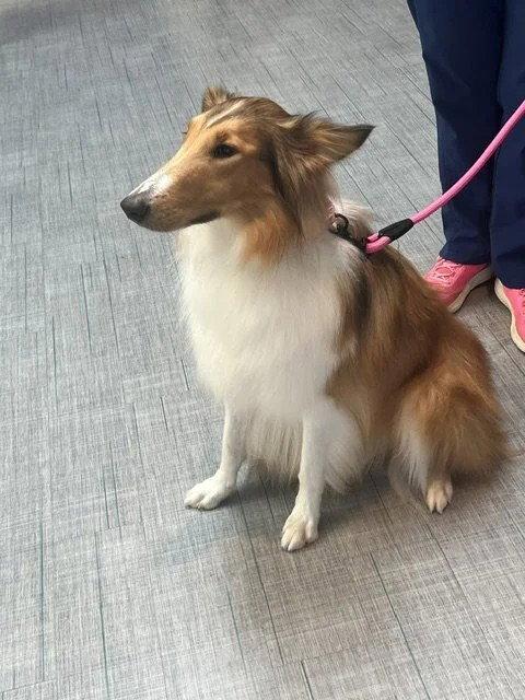 Enlarge Lassie afoption pending, a Adoptable Collie in Dublin, OH image 3/3