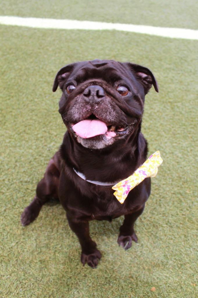Enlarge Kevin Bacon, a Adoptable Pug in Gardena, CA image 1/6