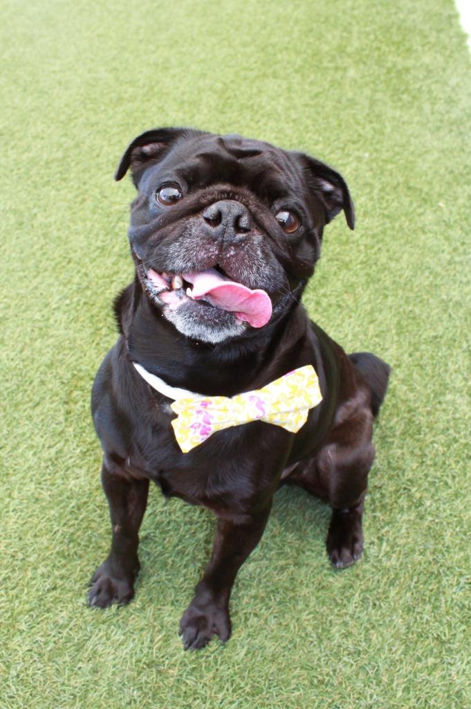 Enlarge Kevin Bacon, a Adoptable Pug in Gardena, CA image 2/6