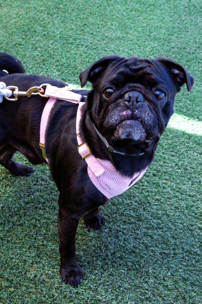 Enlarge Kevin Bacon, a Adoptable Pug in Gardena, CA image 3/6