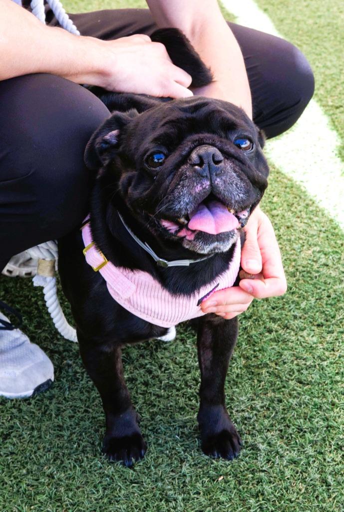 Enlarge Kevin Bacon, a Adoptable Pug in Gardena, CA image 4/6