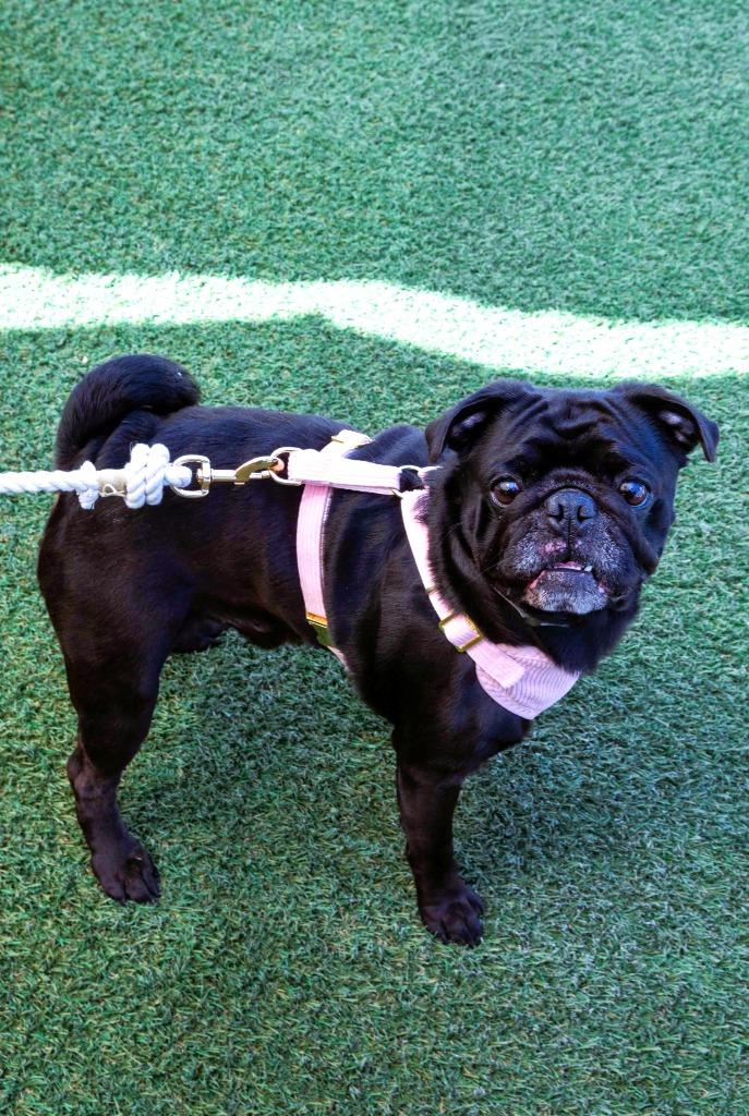 Enlarge Kevin Bacon, a Adoptable Pug in Gardena, CA image 5/6
