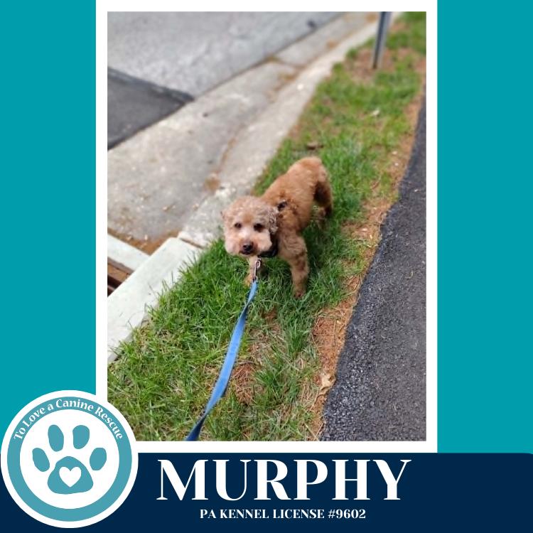 Enlarge Murphy 042526, a Adoptable Poodle in Kimberton, PA image 1/4