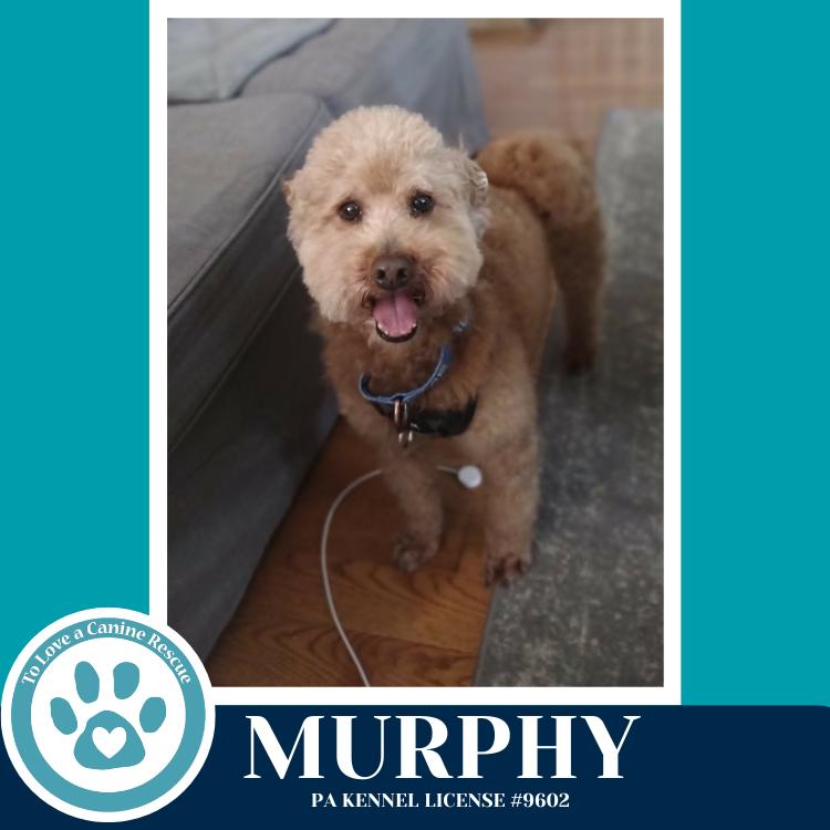 Enlarge Murphy 042526, a Adoptable Poodle in Kimberton, PA image 2/4