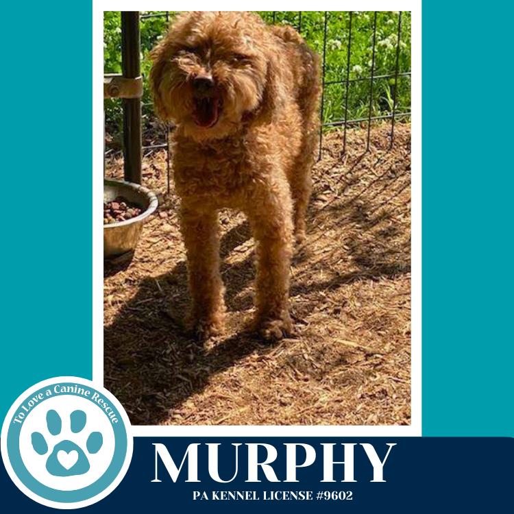 Enlarge Murphy 042526, a Adoptable Poodle in Kimberton, PA image 3/4