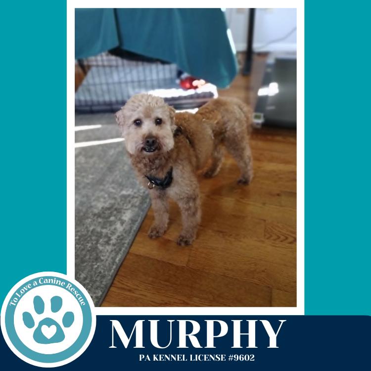 Enlarge Murphy 042526, a Adoptable Poodle in Kimberton, PA image 4/4