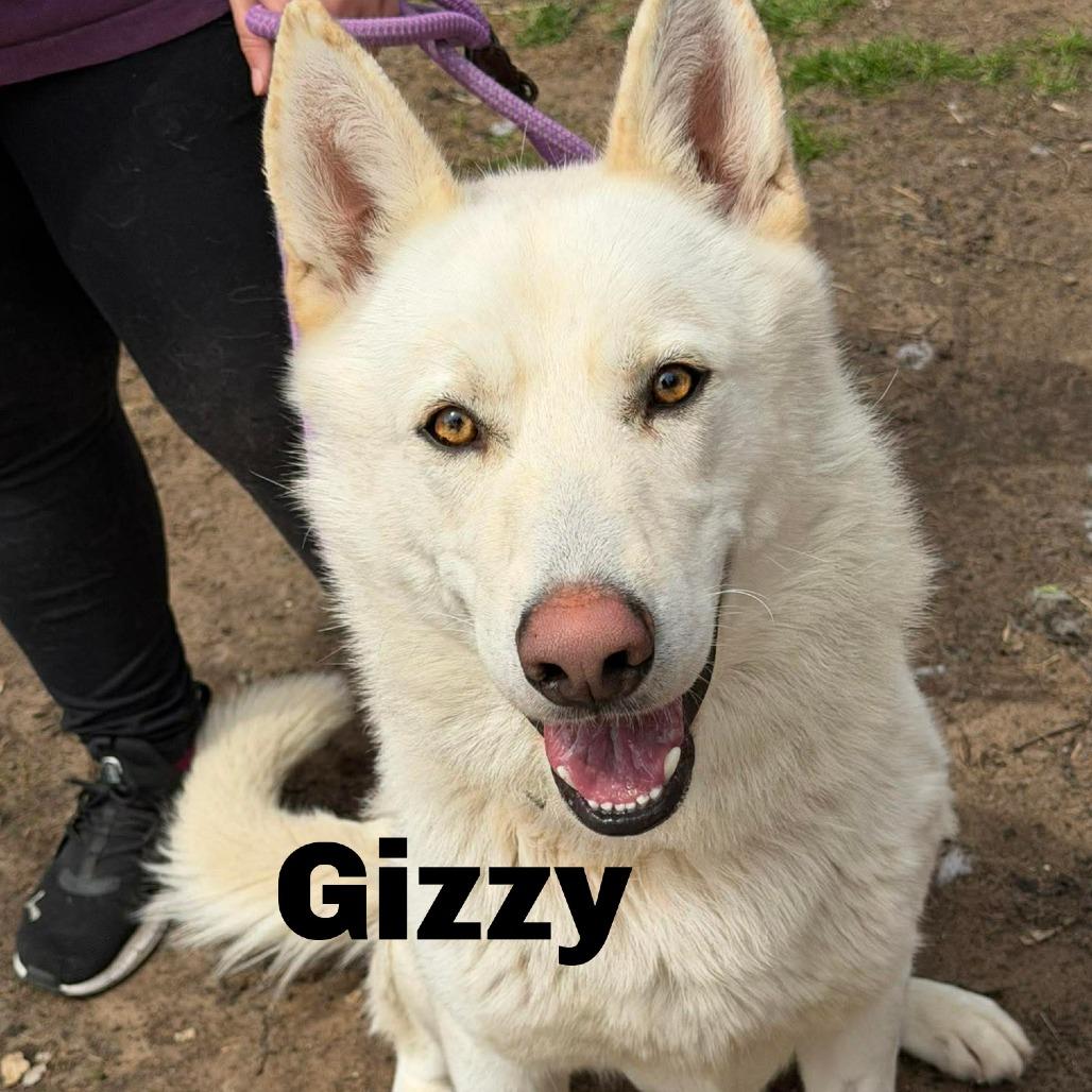 Enlarge Gizzy 260209, a Adoptable Mixed Breed in Escanaba, MI image 1/2