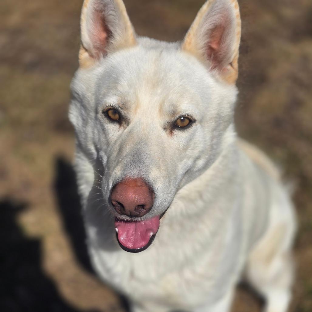 Enlarge Gizzy 260209, a Adoptable Mixed Breed in Escanaba, MI image 2/2