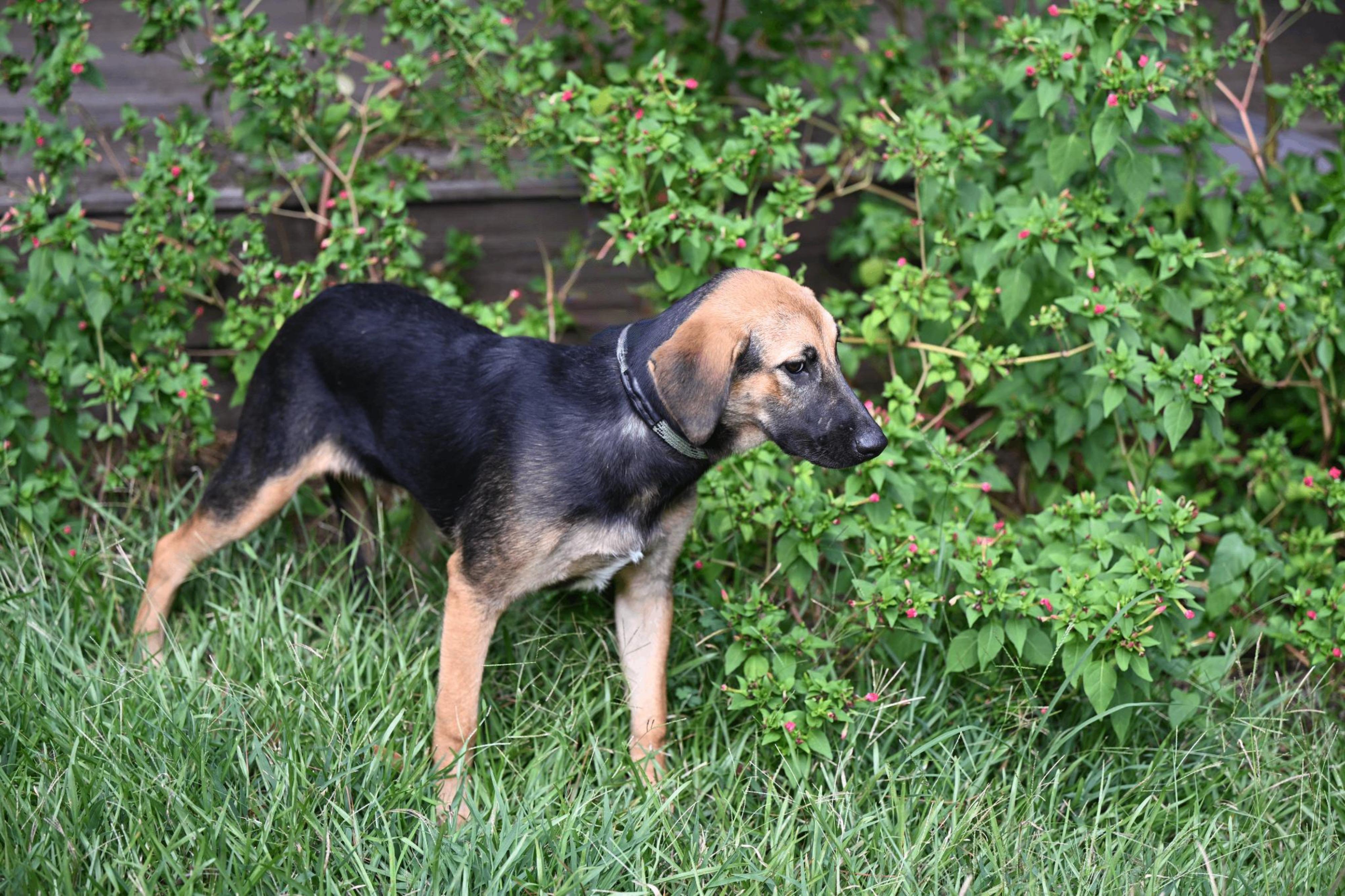 Enlarge Brielle, a Adoptable mixed breed in Westford, MA image 2/3
