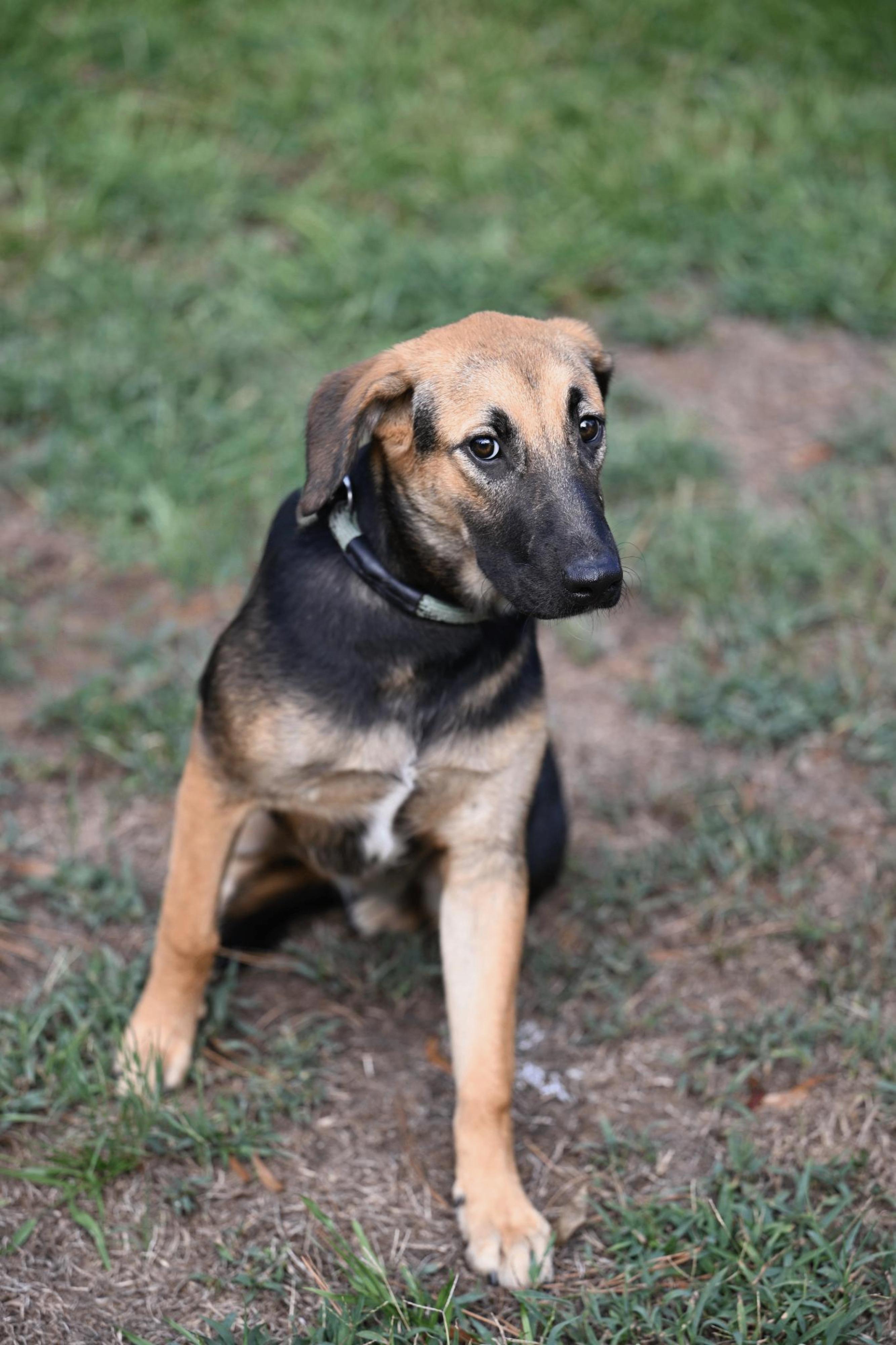 Enlarge Brielle, a Adoptable mixed breed in Westford, MA image 1/3