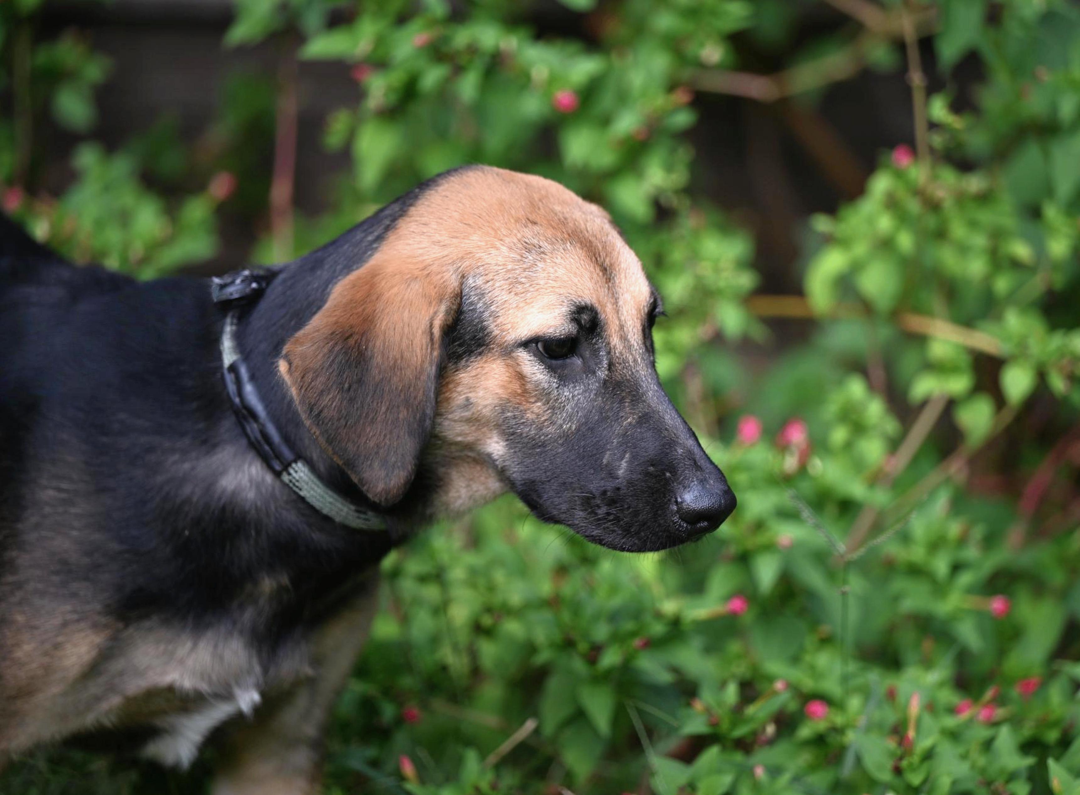 Enlarge Brielle, a Adoptable mixed breed in Westford, MA image 3/3