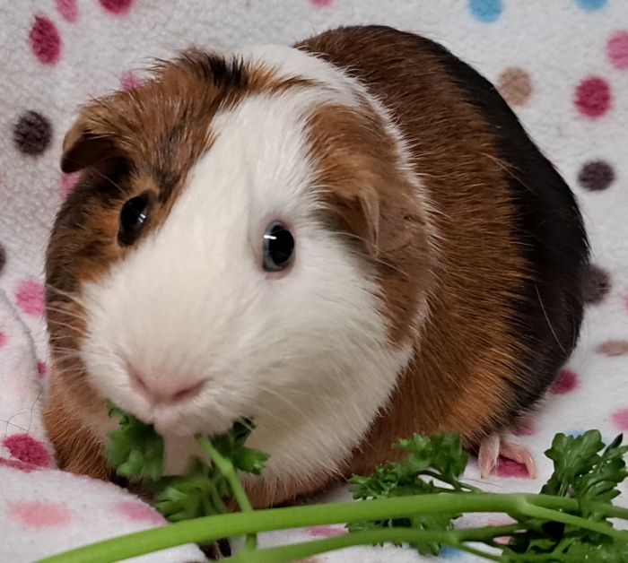 Guinea Pig for adoption Fettuccini, a ShortHaired in Steger, IL