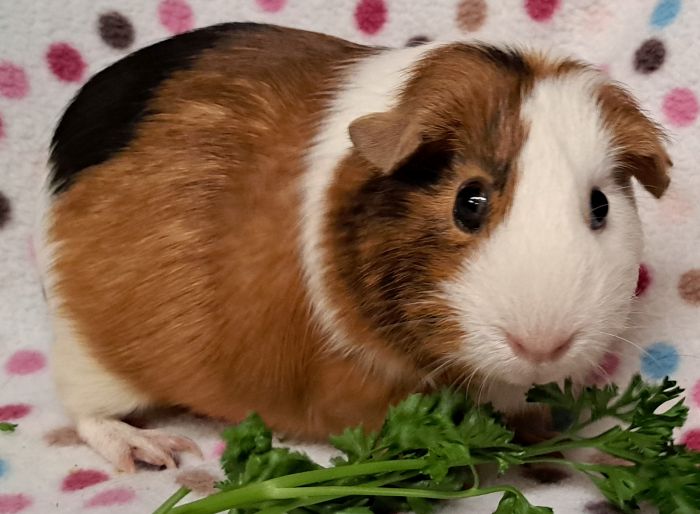 Guinea Pig for adoption Fettuccini, a ShortHaired in Steger, IL