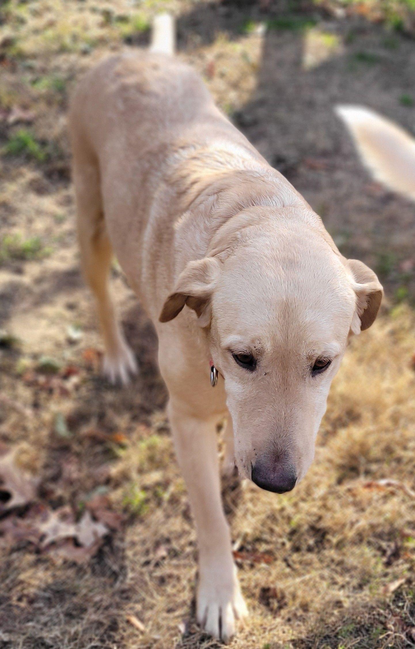 Little G, a Adoptable Yellow Labrador Retriever in Killingworth, CT image 4/6