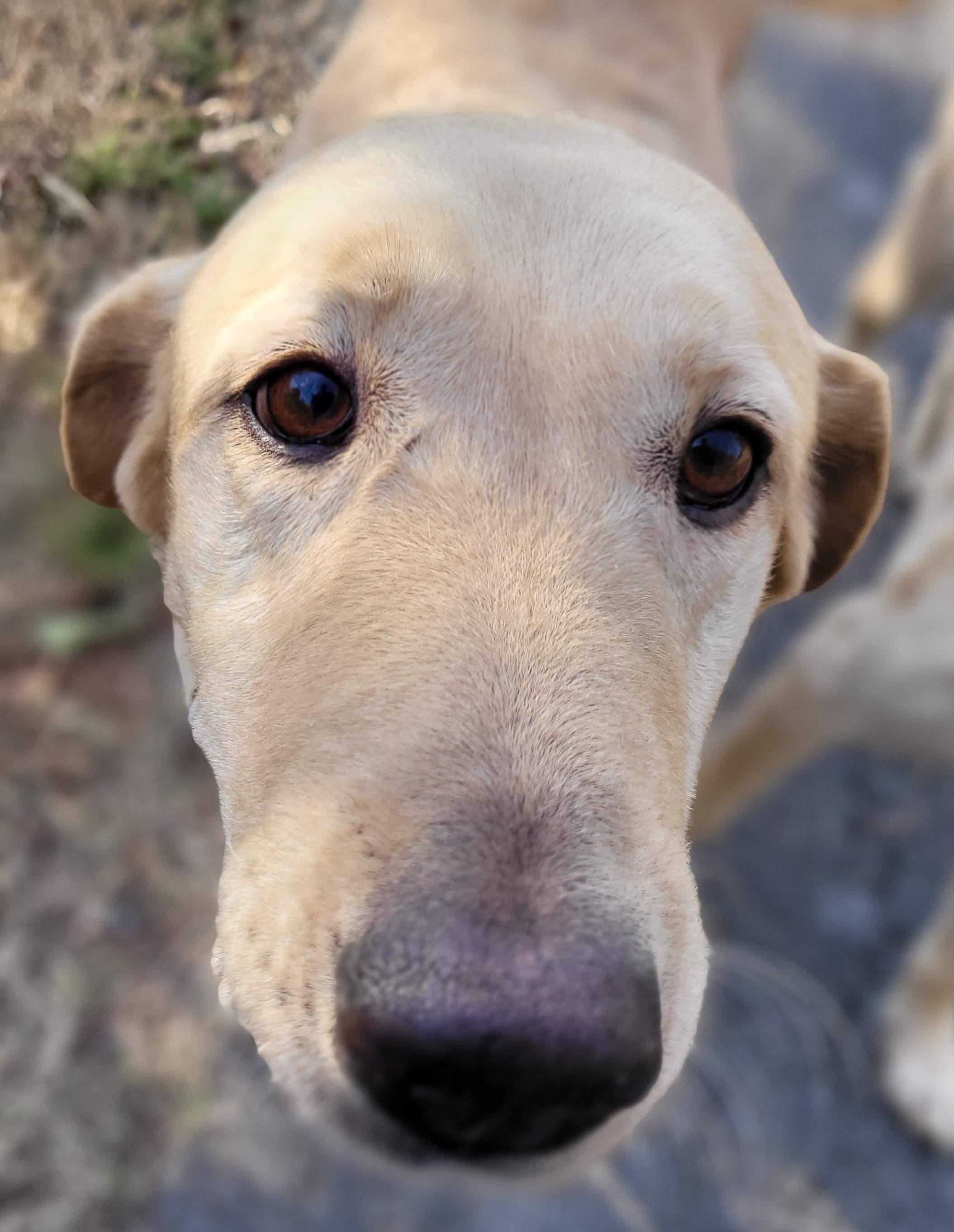 Little G, a Adoptable Yellow Labrador Retriever in Killingworth, CT image 2/6