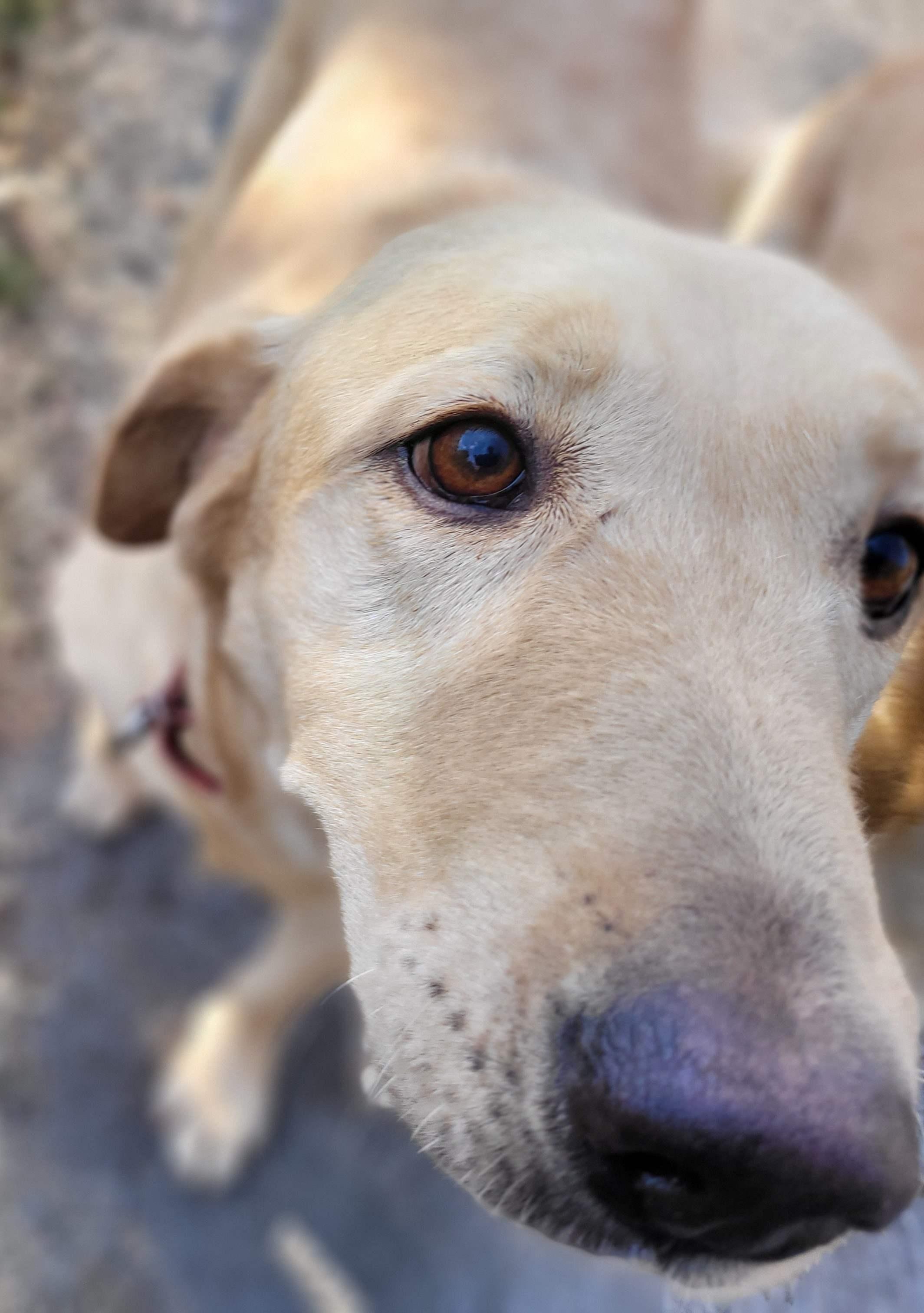 Little G, a Adoptable Yellow Labrador Retriever in Killingworth, CT image 5/6