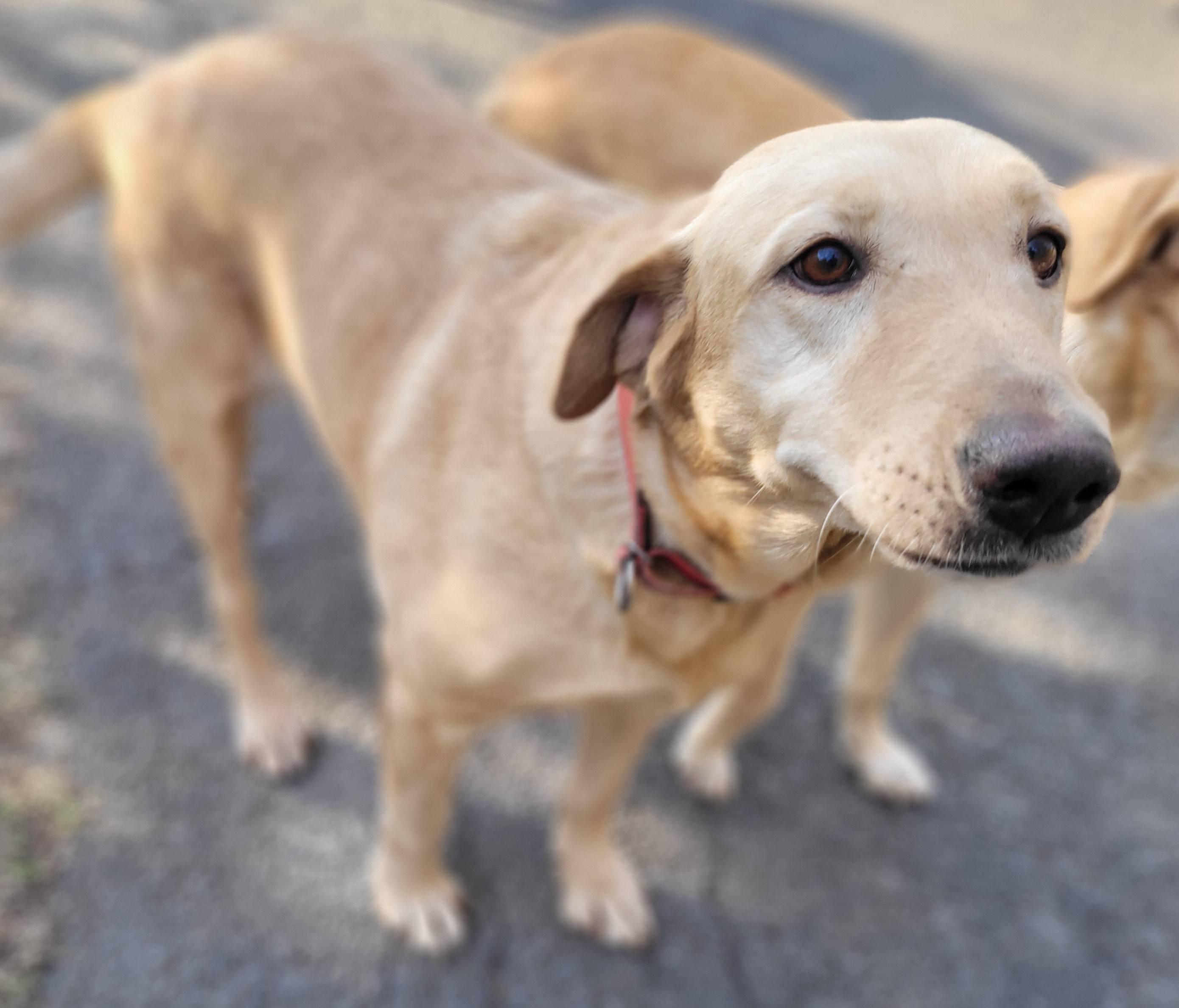 Little G, Adoptable, Senior Female Yellow Labrador Retriever.