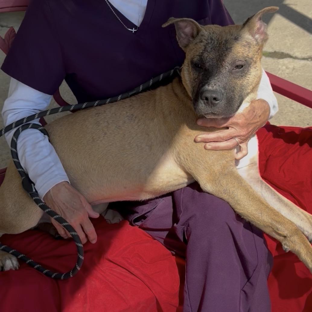 Lil Survivor, a ADOPTABLE mixed breed in Trenton, MO image 4/6