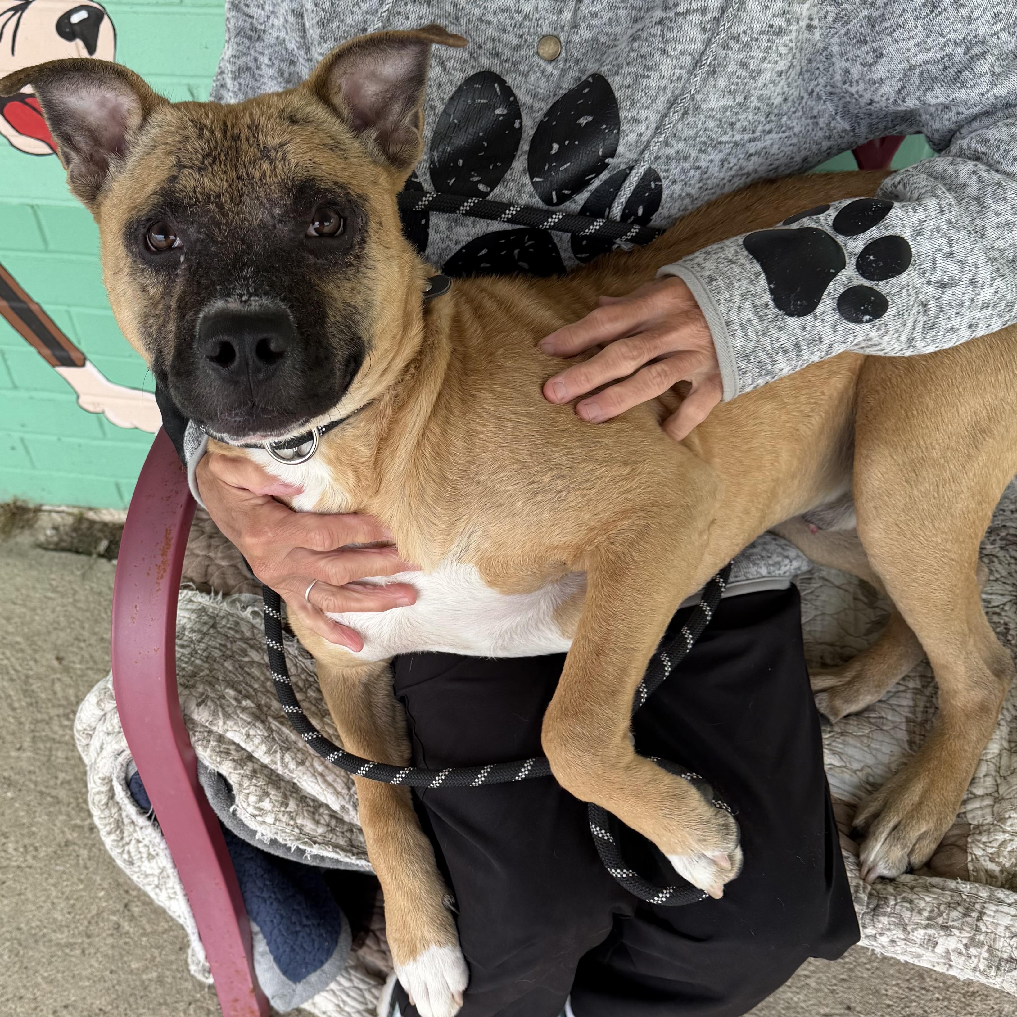 Lil Survivor, a ADOPTABLE mixed breed in Trenton, MO image 1/6