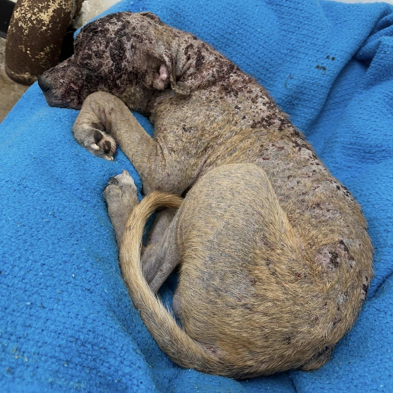 Lil Survivor, a ADOPTABLE mixed breed in Trenton, MO image 6/6