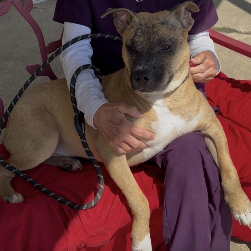 Lil Survivor, a ADOPTABLE mixed breed in Trenton, MO image 3/6