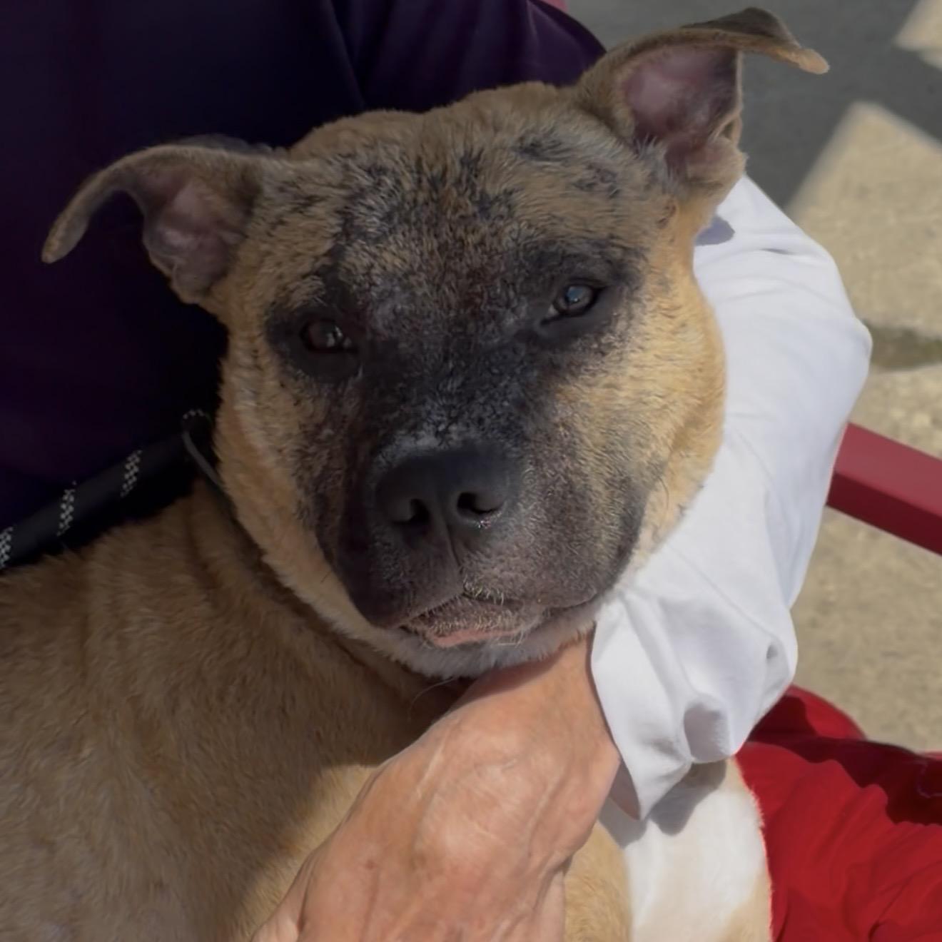 Lil Survivor, a ADOPTABLE mixed breed in Trenton, MO image 2/6