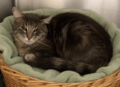 Dash, Adoptable, Adult Female Domestic Medium Hair & Domestic Short Hair.