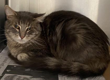 Enlarge Dash, a Adoptable mixed breed in North Richland Hills, TX image 2/2