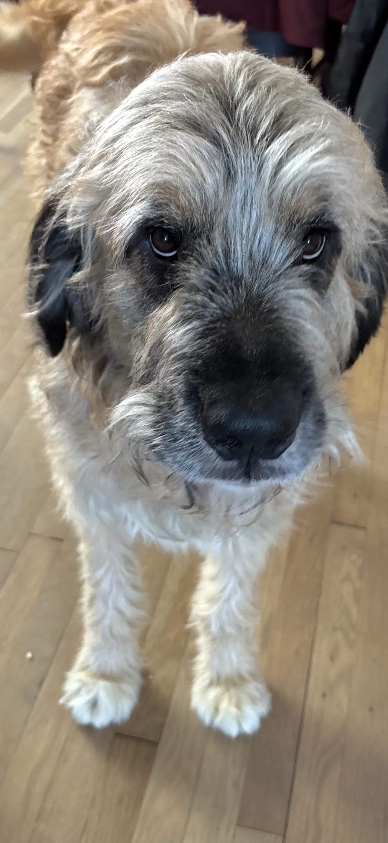 Zeus, adoptable, Adult Male Saint Bernard & Standard Poodle.