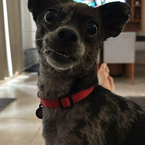 Enlarge Truffles, a Adoptable mixed breed in Sunderland, ON image 1/6