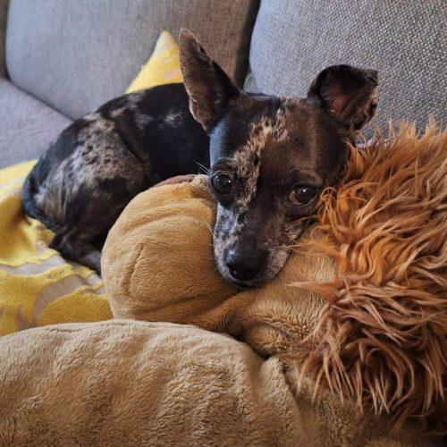 Enlarge Truffles, a Adoptable mixed breed in Sunderland, ON image 2/6