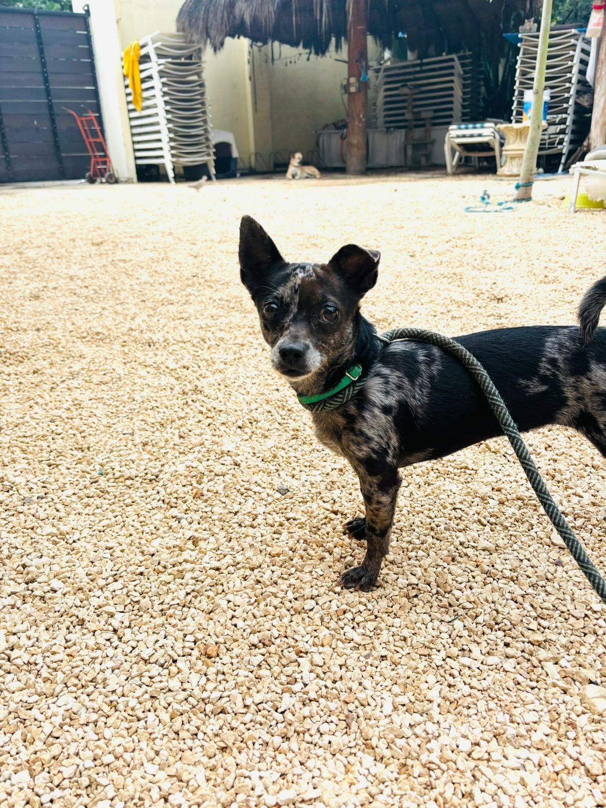 Enlarge Truffles, a Adoptable mixed breed in Sunderland, ON image 3/6