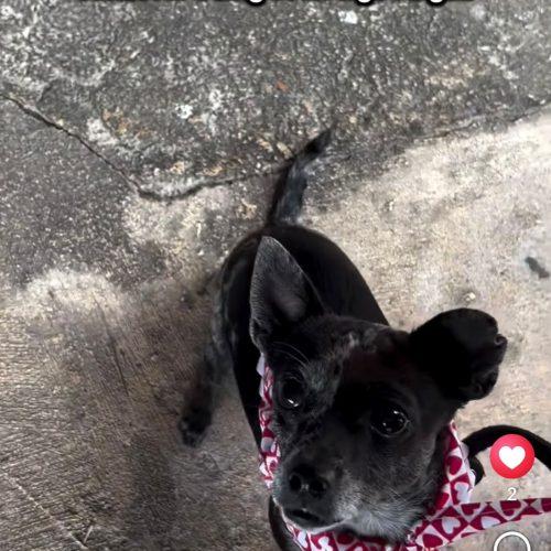 Enlarge Truffles, a Adoptable mixed breed in Sunderland, ON image 4/6