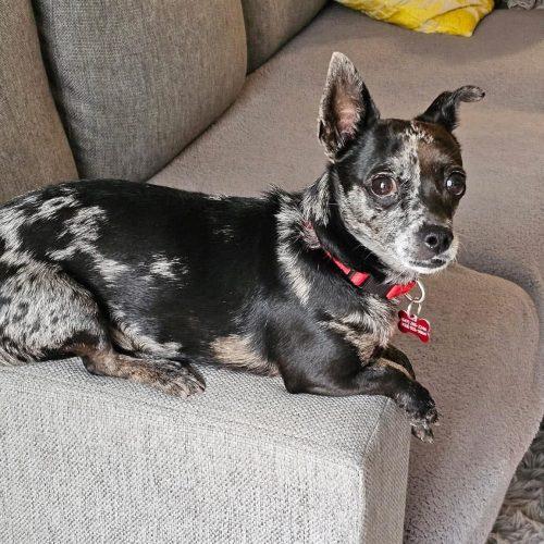 Enlarge Truffles, a Adoptable mixed breed in Sunderland, ON image 6/6