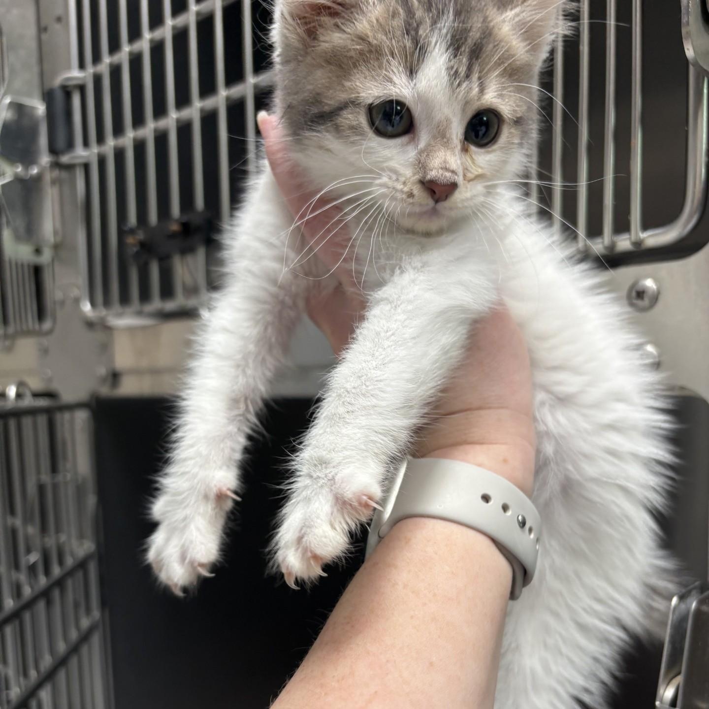 George, ADOPTABLE, Kitten Male Domestic Short Hair.