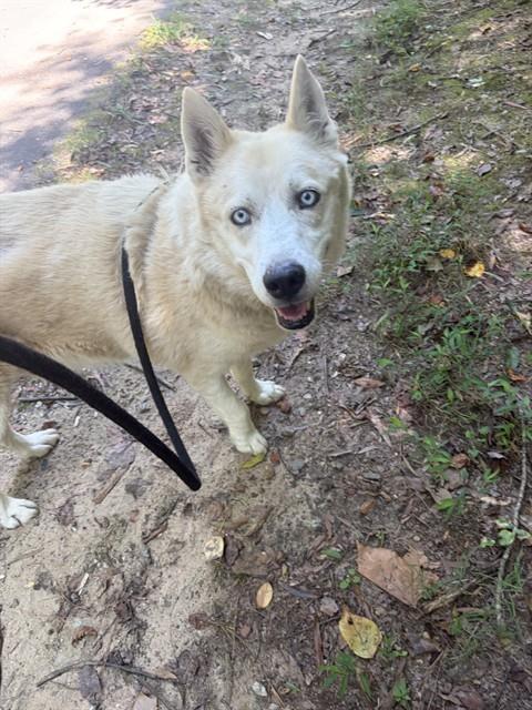 JACKSON, Adoptable, Adult Male Husky & Mixed Breed.