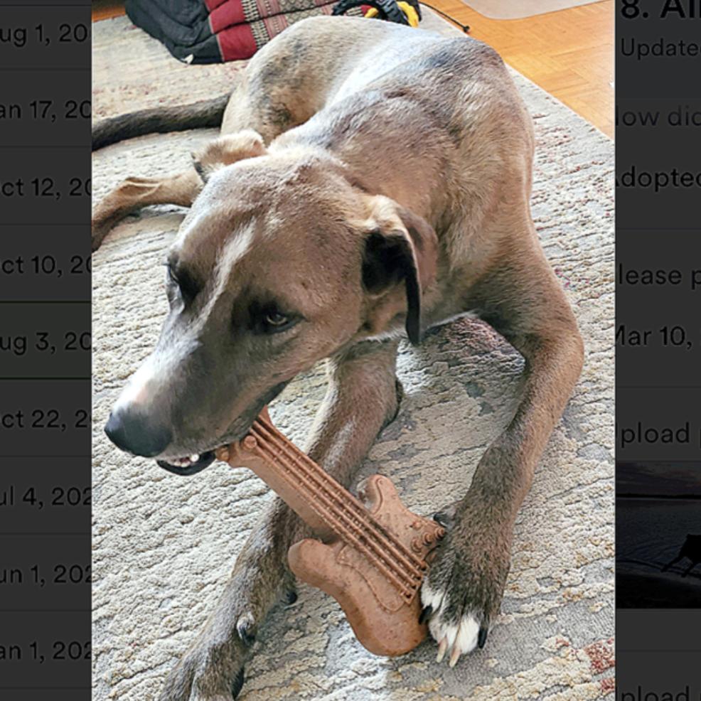 Enlarge Fleki, a Adoptable mixed breed in Mount Arlington, NJ image 4/6