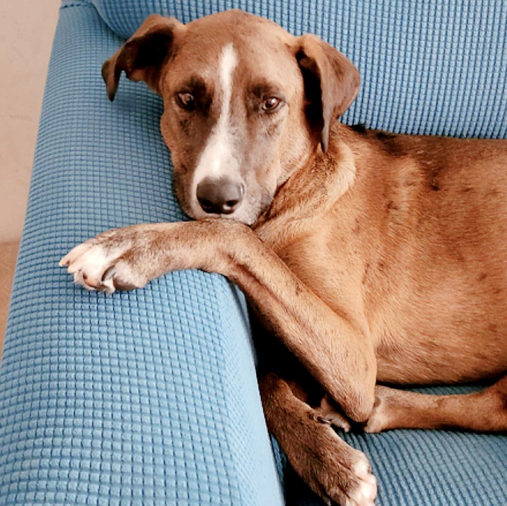 Fleki, Adoptable, Young Male Catahoula Leopard Dog.