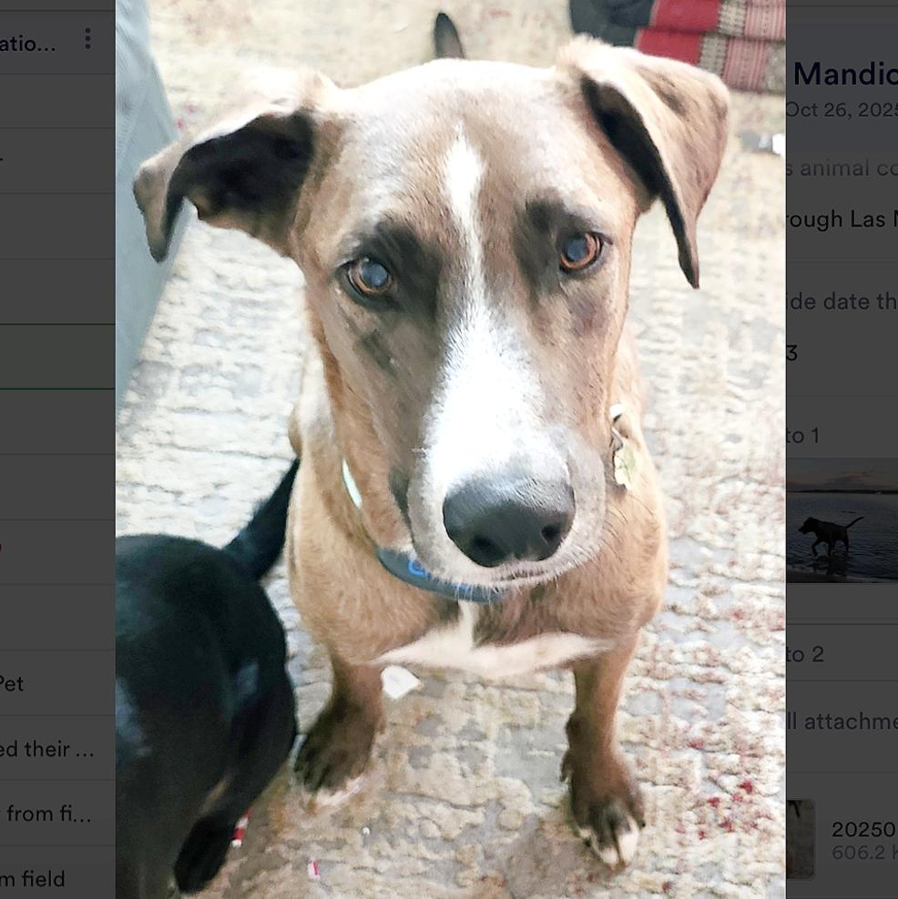 Enlarge Fleki, a Adoptable mixed breed in Mount Arlington, NJ image 2/6