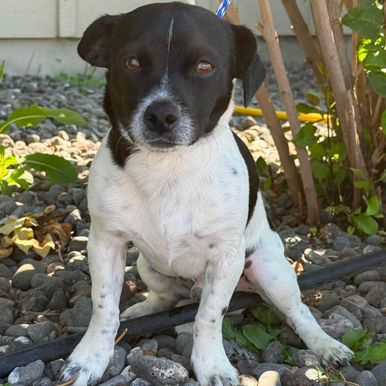 Langa, adopted, Adult Female Mixed Breed.