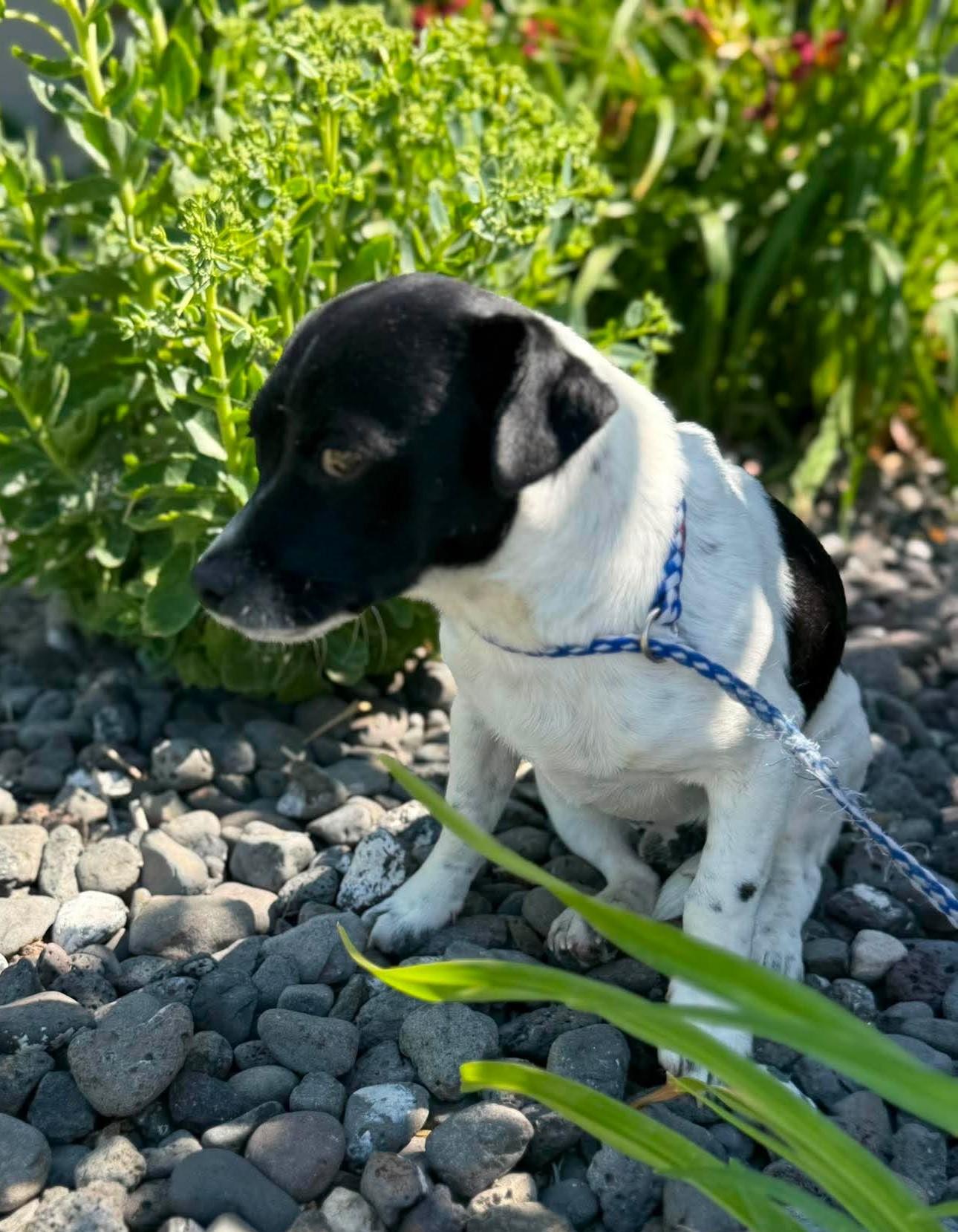 Enlarge Langa, an adopted Mixed Breed in Othello, WA image 2/5