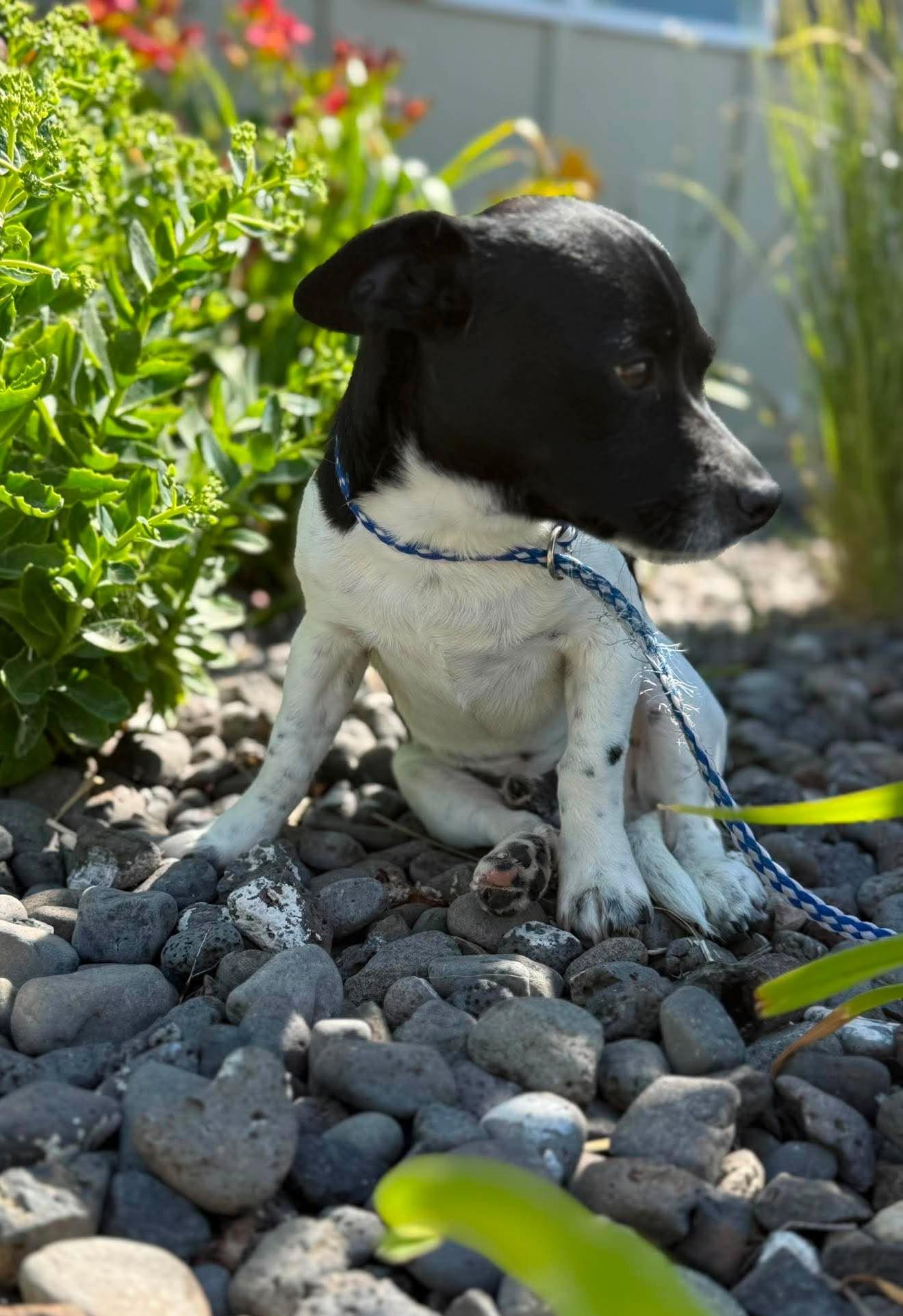 Enlarge Langa, an adopted Mixed Breed in Othello, WA image 4/5