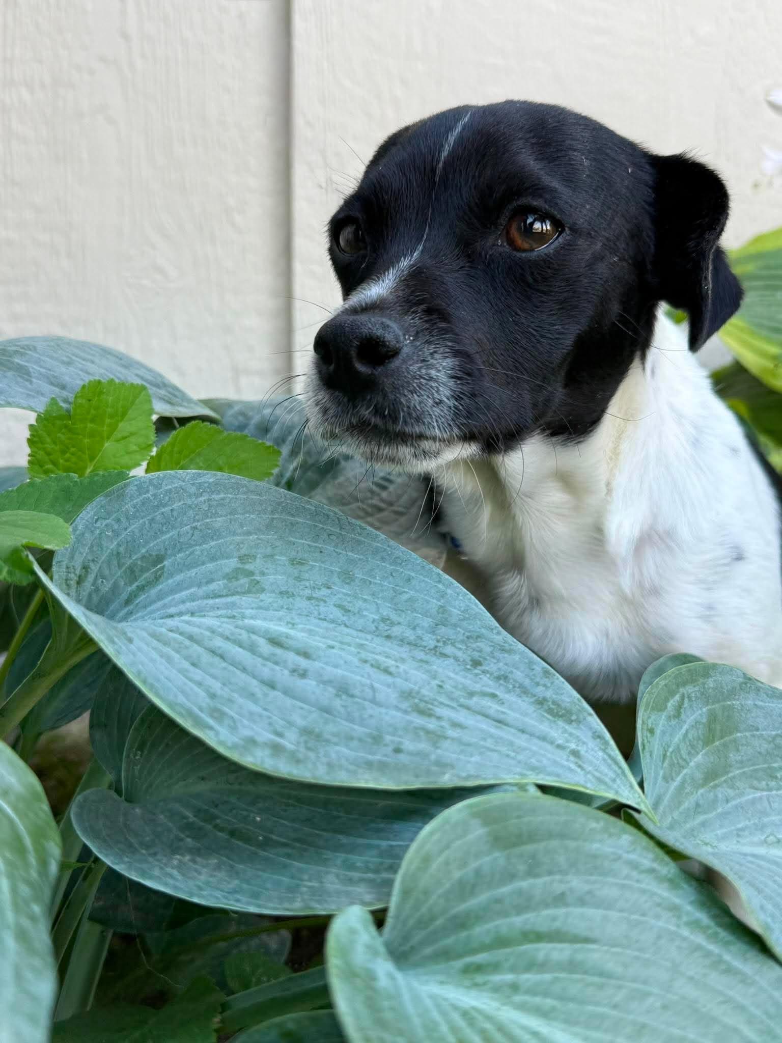 Enlarge Langa, an adopted Mixed Breed in Othello, WA image 5/5