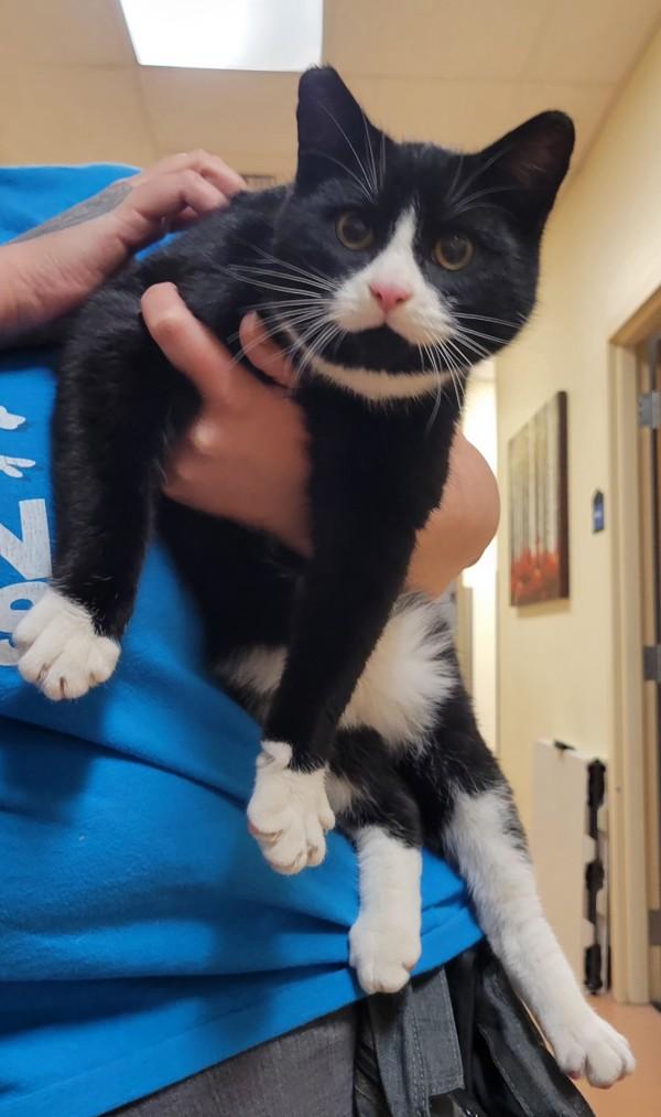 Enlarge Cupid, a Adoptable mixed breed in Kennewick, WA image 1/1