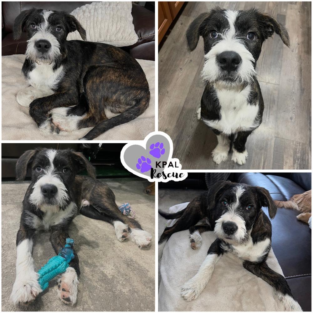 Galaxy Destroyer, Adoptable, Young Male Terrier & Mixed Breed.