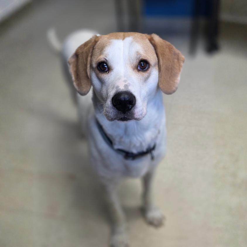 Remi, Adoptable, Adult Female Hound.