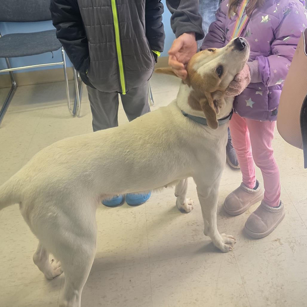 Enlarge Remi, a Adoptable mixed breed in Erie, PA image 2/4