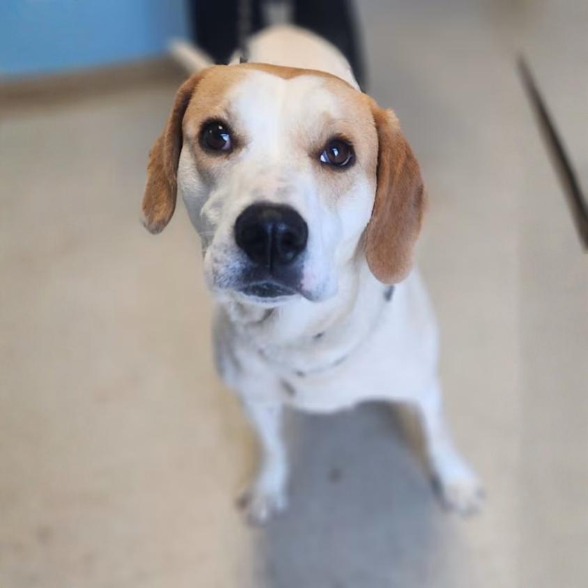 Enlarge Remi, a Adoptable mixed breed in Erie, PA image 3/4