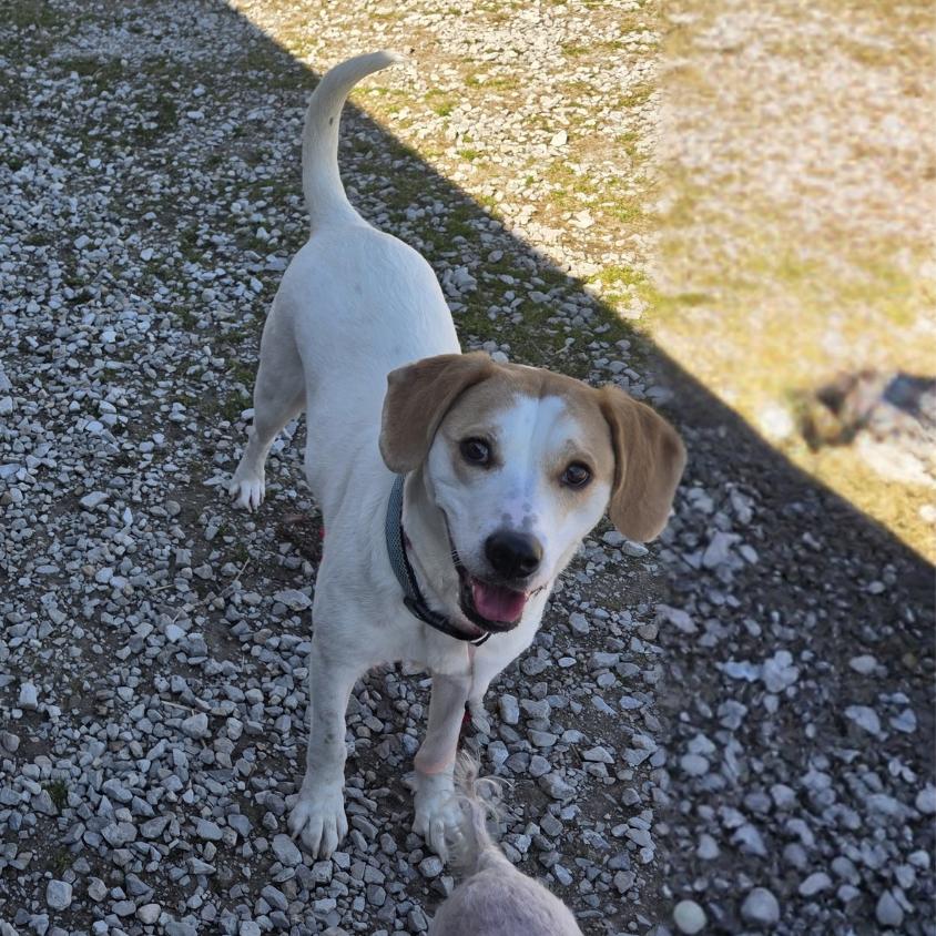 Enlarge Remi, a Adoptable mixed breed in Erie, PA image 4/4